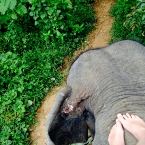Elefant - Thailand
